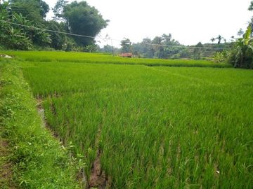 141 Tumbak Sawah Cocok untuk Kolam Renang, Cipulus, Ngamprah, Bandung Barat
