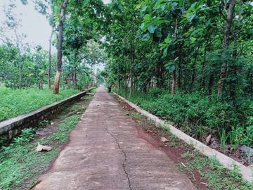 Dijual Tanah Kebun Jati Kerjo Karanganyar