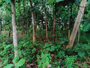 Dijual Tanah Kebun Jati Kerjo Karanganyar