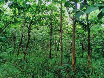 Dijual Tanah Kebun Jati Kerjo Karanganyar