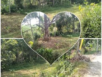 Tanah ngargoyoso 1400m 195jt ada pohon durian