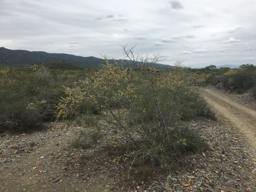 Rancho en Los Ramones, N.L.  en Venta de 731ha  $35,000/ha Negociable