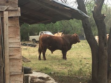 Rancho en Los Ramones, N.L.  en Venta de 731ha  $35,000/ha Negociable