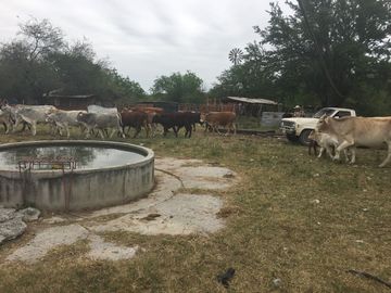 Rancho en Los Ramones, N.L.  en Venta de 731ha  $35,000/ha Negociable