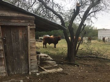 Rancho en Los Ramones, N.L.  en Venta de 731ha  $35,000/ha Negociable