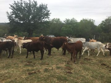 Rancho en Los Ramones, N.L.  en Venta de 731ha  $35,000/ha Negociable