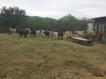 Rancho en Los Ramones, N.L.  en Venta de 731ha  $35,000/ha Negociable