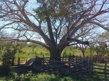 ¡OPORTUNIDAD DE VENTA.¡ RANCHO GANADERO, CHEMAX, YUCATAN; TIENE 2 CENOTES