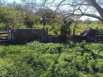 ¡OPORTUNIDAD DE VENTA.¡ RANCHO GANADERO, CHEMAX, YUCATAN; TIENE 2 CENOTES