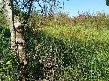 ¡OPORTUNIDAD DE VENTA.¡ RANCHO GANADERO, CHEMAX, YUCATAN; TIENE 2 CENOTES