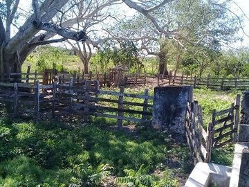 ¡OPORTUNIDAD DE VENTA.¡ RANCHO GANADERO, CHEMAX, YUCATAN; TIENE 2 CENOTES