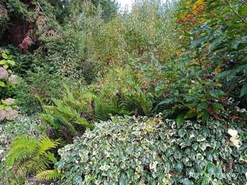 Parcela en Venta en lago ranco/ sector Ignao