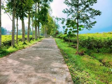Tanah Tengah Kebun Teh Kemuning Karanganyar