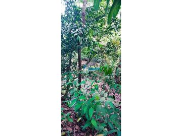 En venta hermosa finca con casa incluida, para proyecto turístico/agro