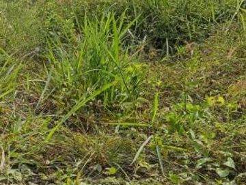 Tanah Dijual Jogja Dekat Kampus UII SHMP
