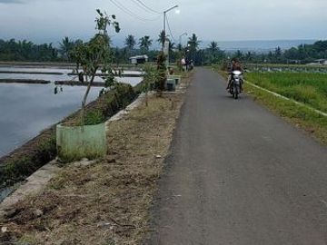 Tanah SHM Strategis 0 Jalan Aspal Ngenep Karangploso Malang