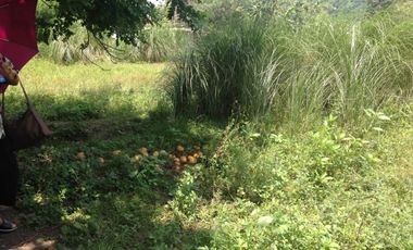 Farm Lot for sale, Naguilian, La Union, Philippines