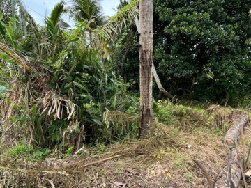 TANAH DUSUN DUALANG KABA-KABA TABANAN