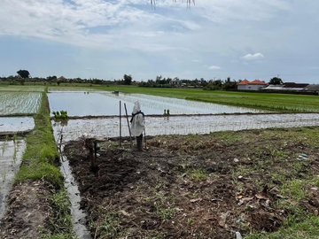 TANAH DUSUN DUALANG KABA-KABA TABANAN