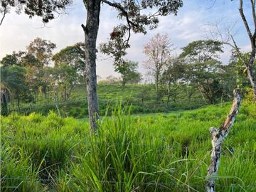 VENDO 28HECTARES LECHERIA