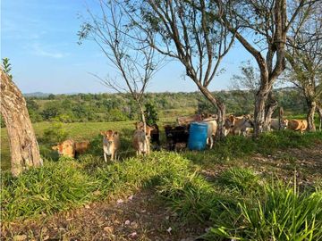 VENDO 28HECTARES LECHERIA