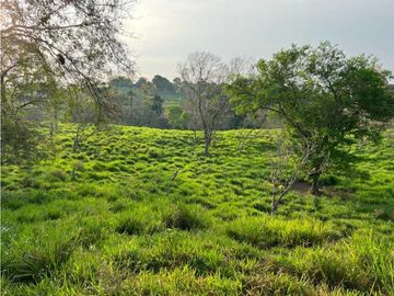 VENDO 28HECTARES LECHERIA