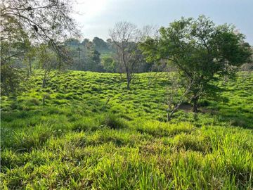 VENDO 28HECTARES LECHERIA