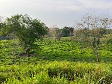 VENDO 28HECTARES LECHERIA