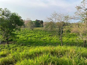 VENDO 28HECTARES LECHERIA