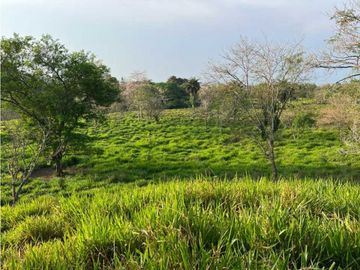 VENDO 28HECTARES LECHERIA