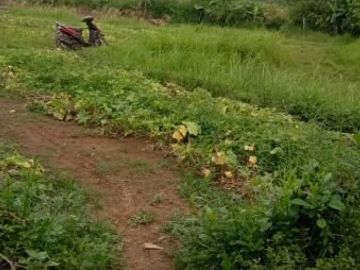 Jual Cepat Tanah Murah 300 Ha Di Kalijati Kota Subang