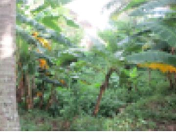 Jual tanah murah Shm di Karang Asem Cibeber Cilegon