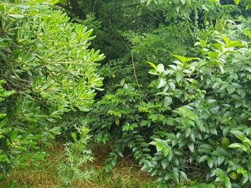 Casa en venta en Platanos