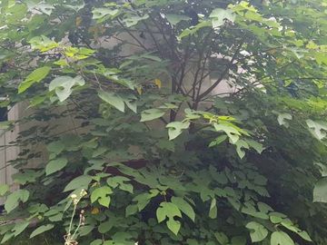 Casa en venta en Platanos
