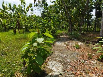 Rumah murah kulonprogo di bawah 250jt