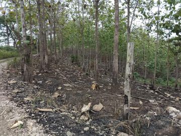 VENTA DE FINCA EN CANTÓN PALENQUE LOS RÍOS A 5KM VIA BALZAR