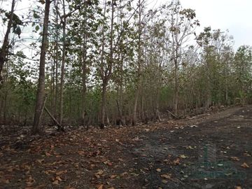 VENTA DE FINCA EN CANTÓN PALENQUE LOS RÍOS A 5KM VIA BALZAR