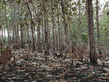 VENTA DE FINCA EN CANTÓN PALENQUE LOS RÍOS A 5KM VIA BALZAR
