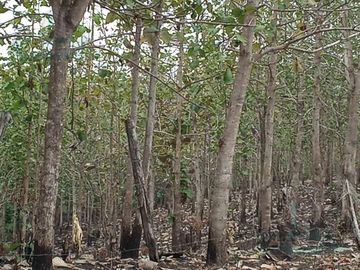 VENTA DE FINCA EN CANTÓN PALENQUE LOS RÍOS A 5KM VIA BALZAR