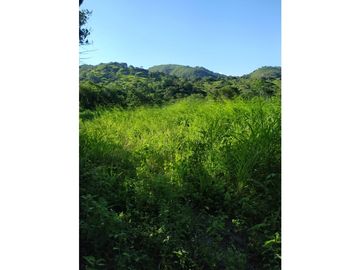 VENDO TIERRAS 258 HECTAREAS EN OLA