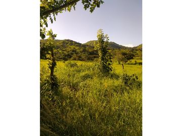VENDO TIERRAS 258 HECTAREAS EN OLA