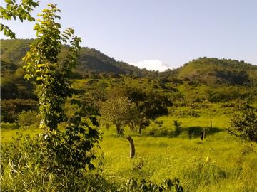 VENDO TIERRAS 258 HECTAREAS EN OLA