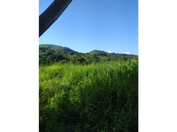 VENDO TIERRAS 258 HECTAREAS EN OLA