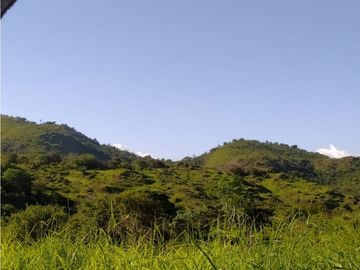 VENDO TIERRAS 258 HECTAREAS EN OLA