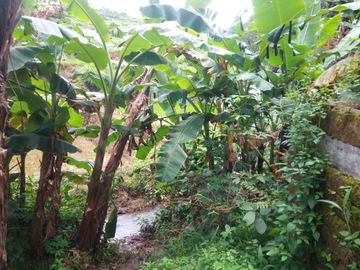 197 Tumbak Tanah Sawah & Sumber Air, Cipulus, Ngamprah, Bandung Barat