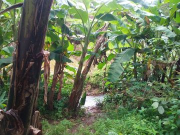 197 Tumbak Tanah Sawah & Sumber Air, Cipulus, Ngamprah, Bandung Barat