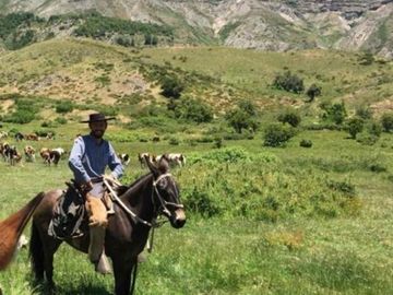 Se vende campo de 7860 Hás En San Clemente, Región del Maule