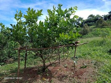 Tanah Kavling Kebun Produktif Pesona Bukit Madani Bogor Timur