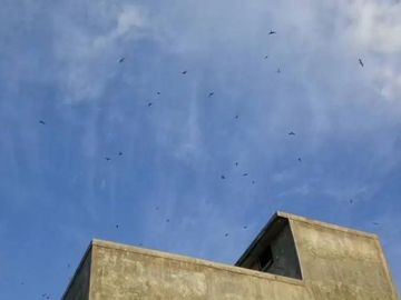 Rumah dan Sarang Burung Walet di Kotabaru Kalimantan Selatan