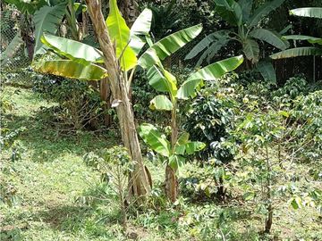 SE VENDE PARCELA 2.000 MTS2 EN LOMA DE LÚLIGO POR LA ENTRADA VEREDA CALIBIO A UN KM DE LA VIA PRINCIPAL PANAMERICANA POPAYAN CALI